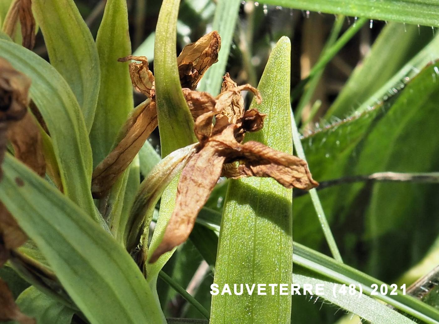 Orchid, Elder-flowered fruit